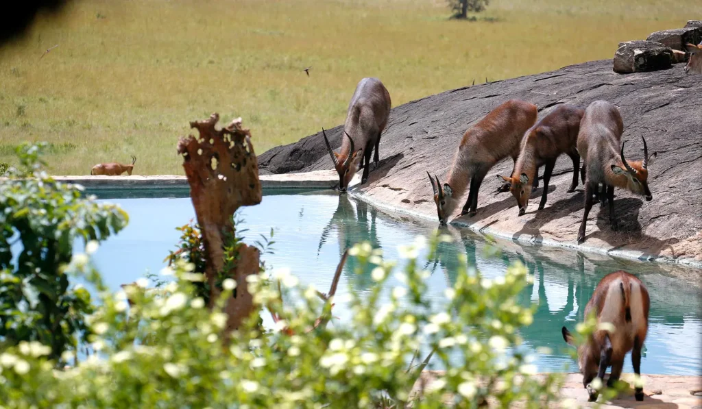 Apoka Safari Lodge, Narus Valley