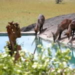 Apoka Safari Lodge, Narus Valley