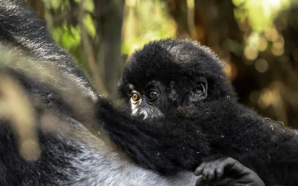Young mountain gorilla
