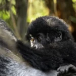 Young mountain gorilla