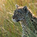 &Beyond Xaranna Okavango Delta Camp, Private concession, south-eastern Delta