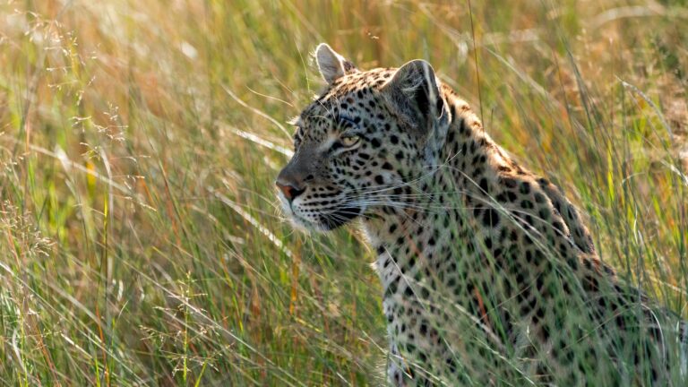 &Beyond Xaranna Okavango Delta Camp, Private concession, south-eastern Delta
