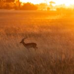 &Beyond Xaranna Okavango Delta Camp, Private concession, south-eastern Delta