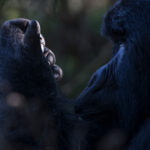Bwindi Lodge, Buhoma sector