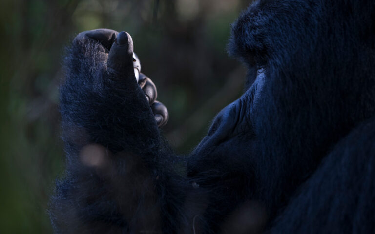 Bwindi Lodge, Buhoma sector