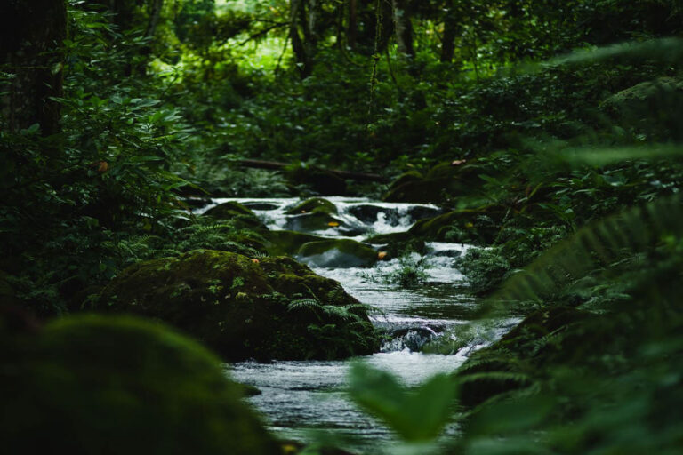 Bwindi Lodge, Buhoma sector