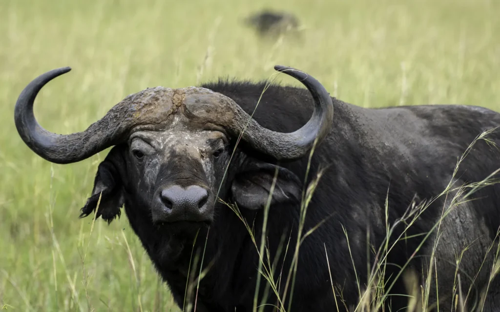 Cape buffalo portrait