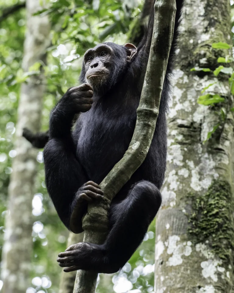Chimpanzee climbing a forest liana