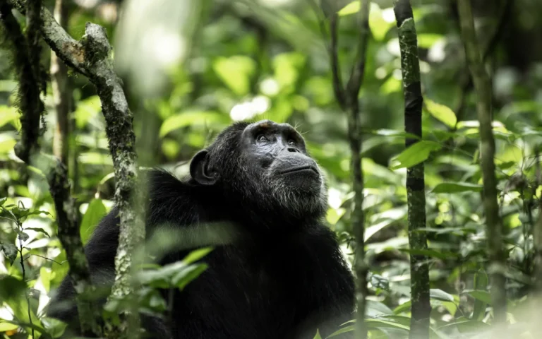 Chimpanzee on the forest floor