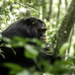 Chimpanzee watching from the undergrowth