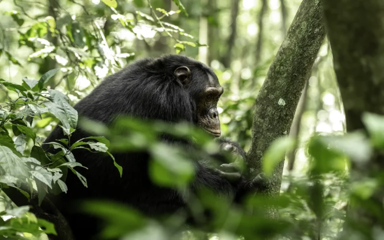 Chimpanzee watching from the undergrowth