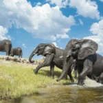 Chobe Game Lodge, Chobe riverfront
