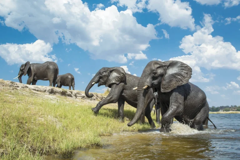 Chobe Game Lodge, Chobe riverfront