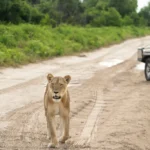 Chobe Game Lodge, Chobe riverfront