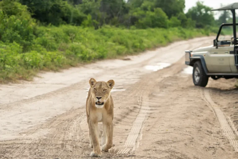 Chobe Game Lodge, Chobe riverfront