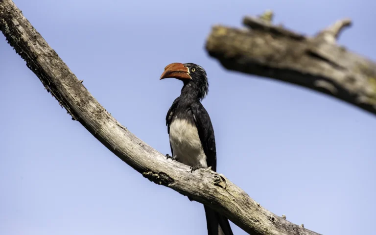 Crowned hornbill perched on a branch