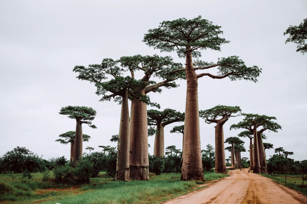 Dirt road through the baobabs of Madagascar