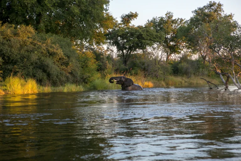 Elephant at the edge of the Zambezi