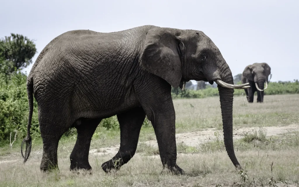Elephant crossing the plains of Queen Elizabeth
