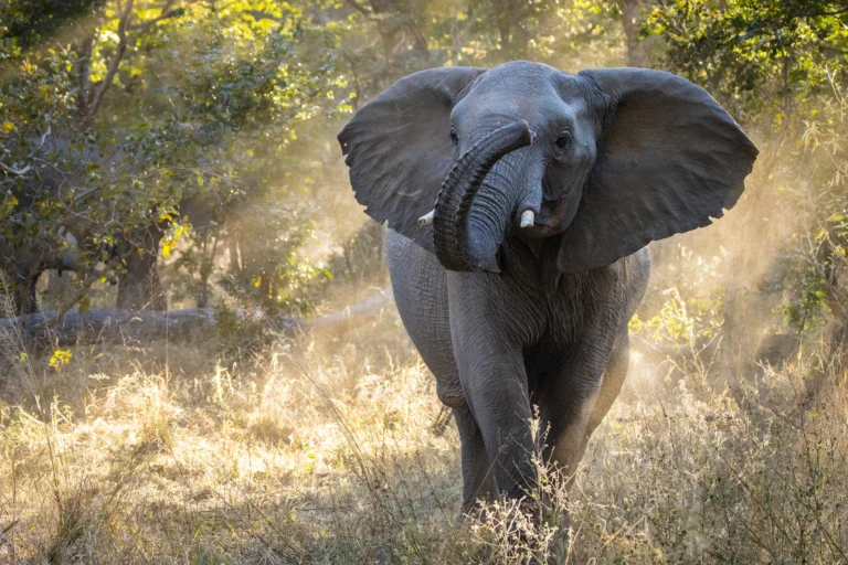 Elephant raising its trunk in Hwange