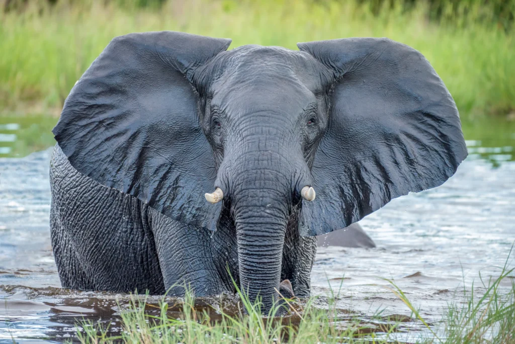 Elephant wading through water in Botswana