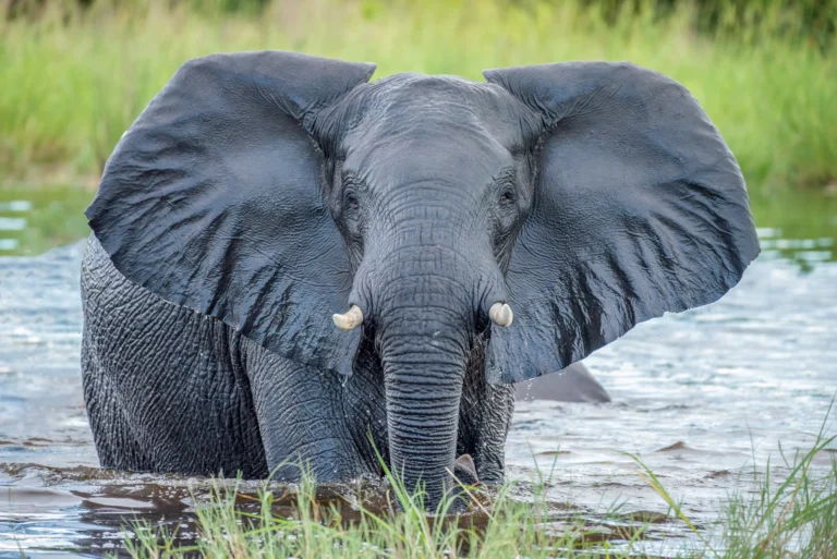 Elephant wading through water in Botswana