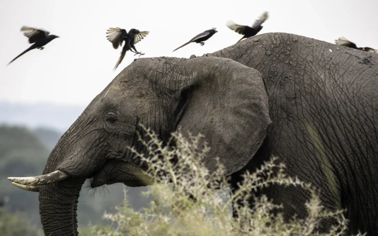 Elephant with birds on its back