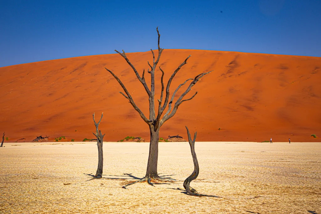 Footprints along a red dune ridge in the Namib