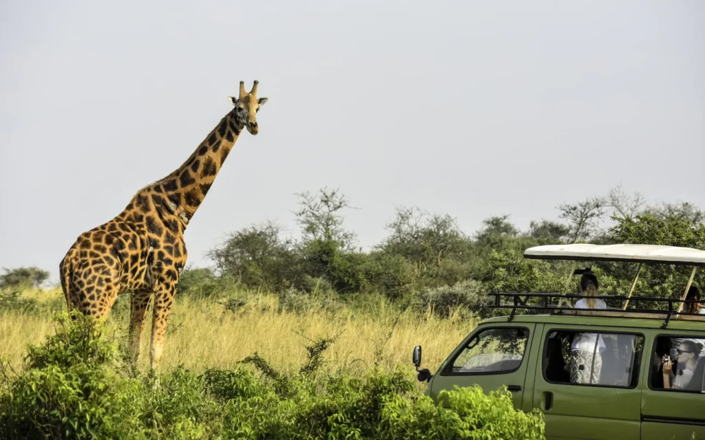 Giraffe beside a safari vehicle
