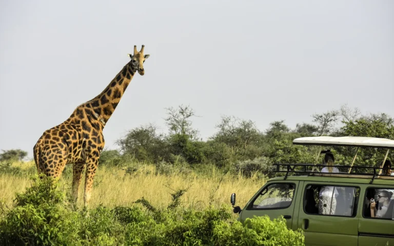 Giraffe beside a safari vehicle