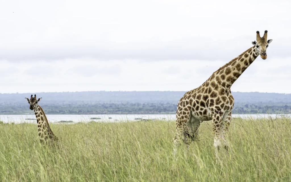 Giraffe with Lake Albert behind