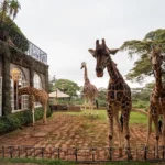 Giraffe Manor, Langata