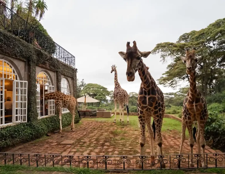 Giraffe Manor, Langata