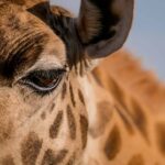 Giraffe Manor, Langata