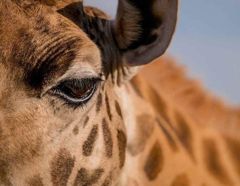 Giraffe Manor, Langata