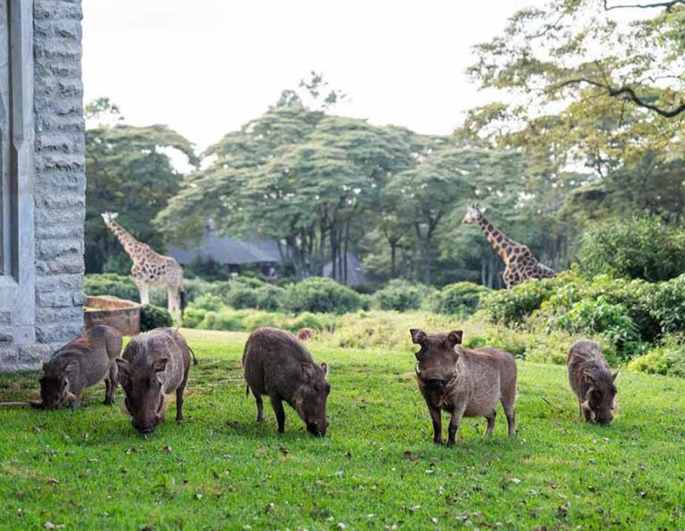Giraffe Manor, Langata