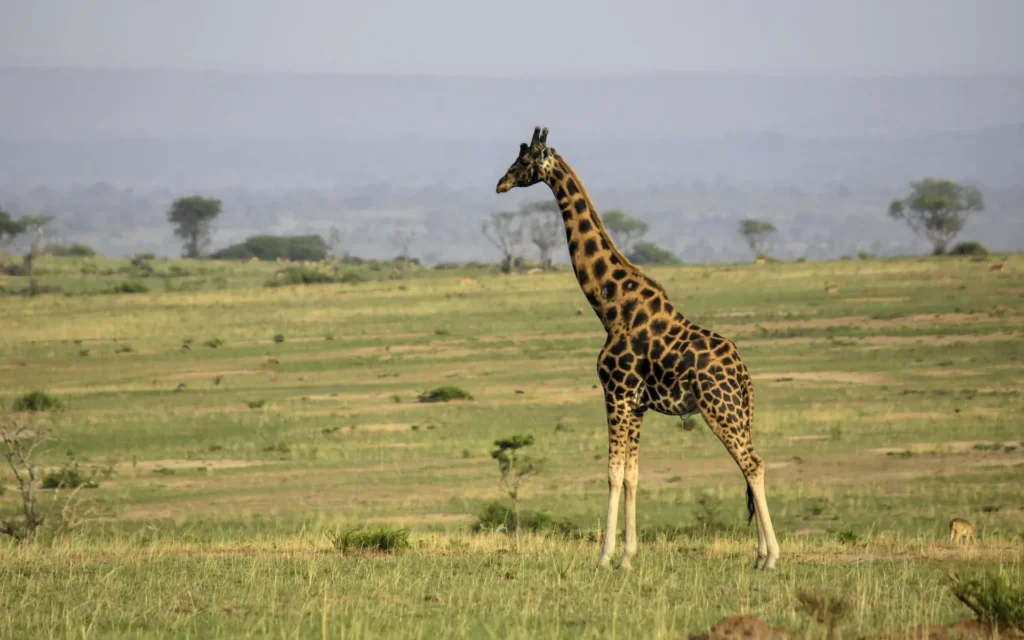 Giraffe on the Murchison plains