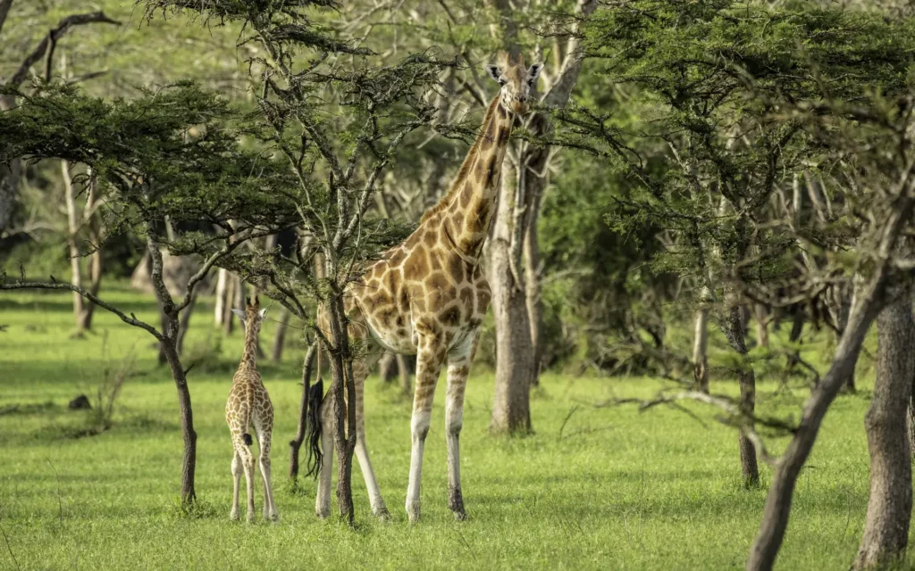 Giraffes in the acacia woodland of Lake Mburo