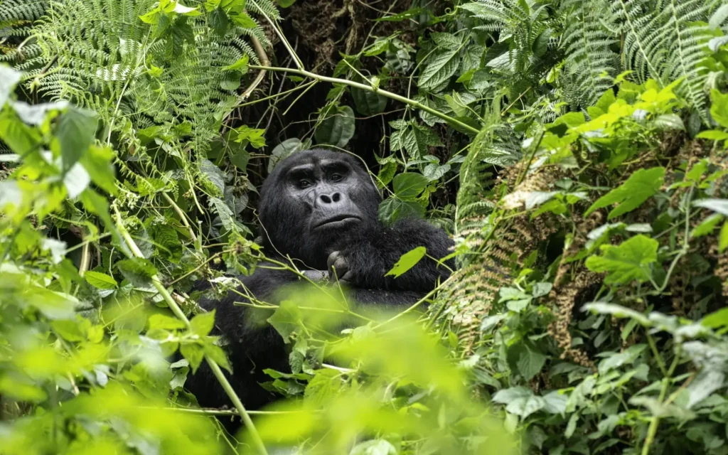 Gorilla sitting in dense rainforest