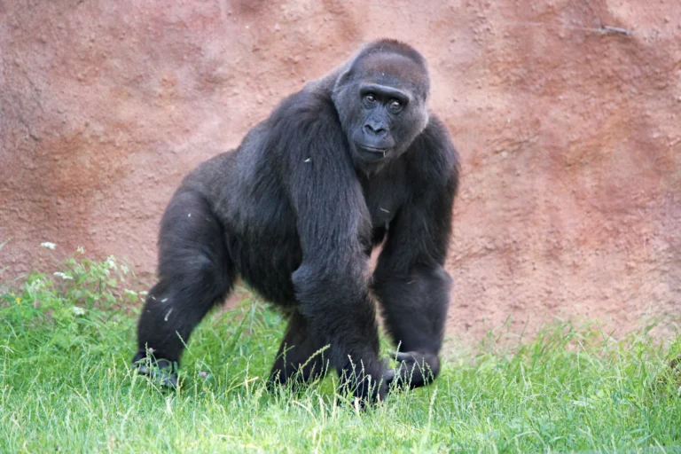 Gorilla portrait