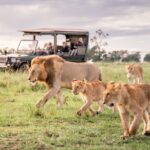 Governors’ Camp, Mara River