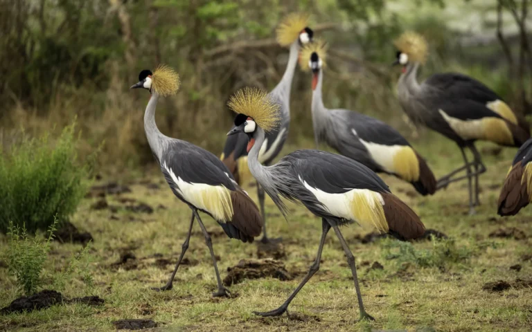 Grey crowned cranes, Uganda's national bird