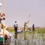Guides poling mokoro canoes through the Okavango Delta