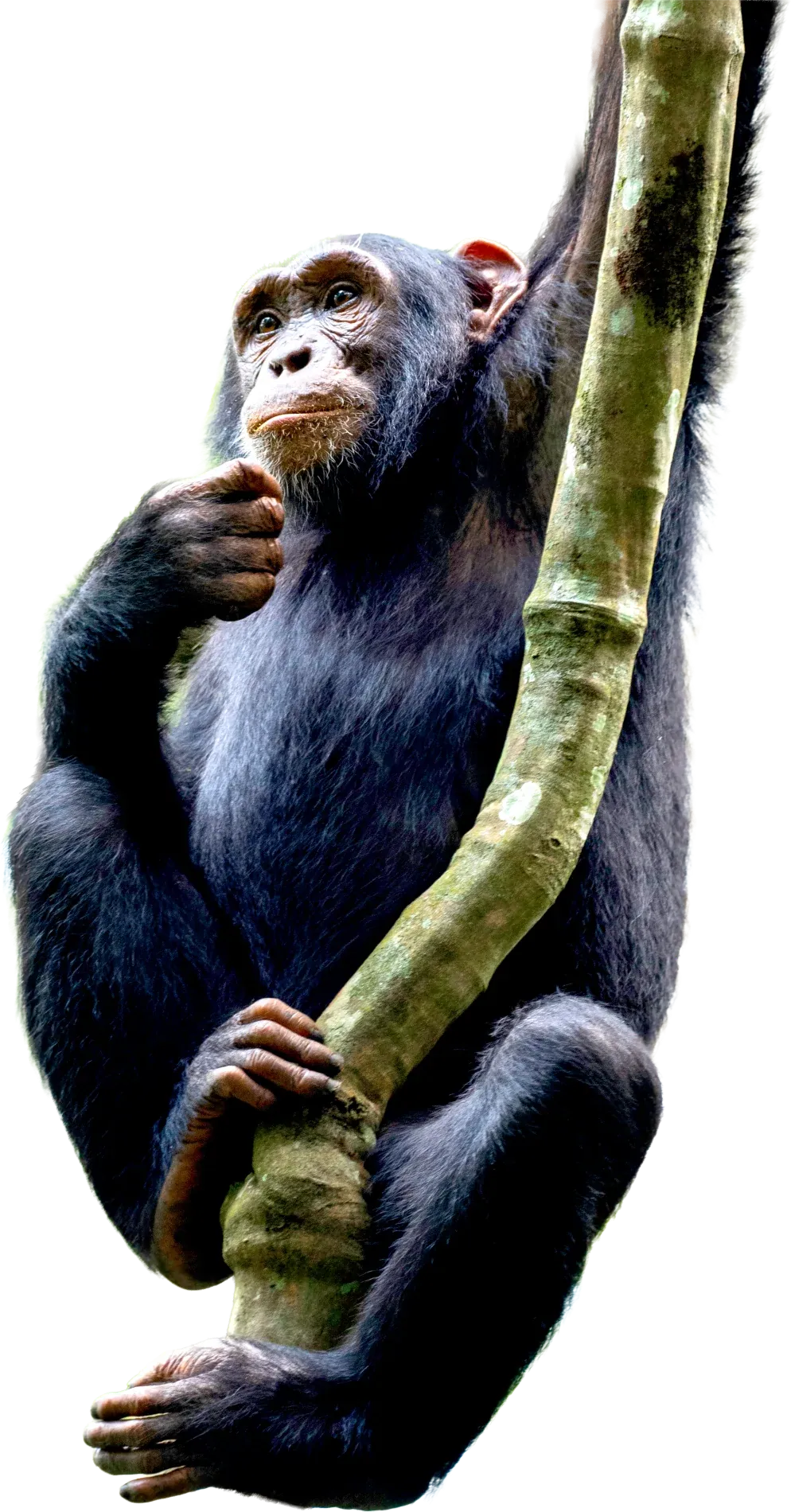 Chimpanzee sitting in Kibale Forest, Uganda