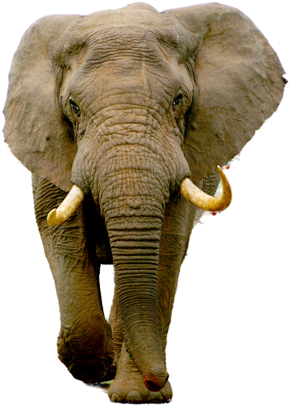 A bull elephant walking towards the camera