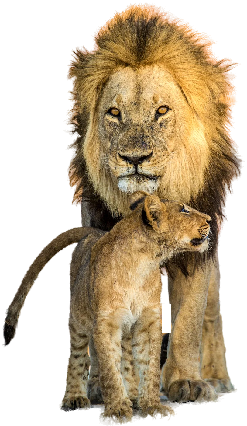 A male lion stands over a young cub
