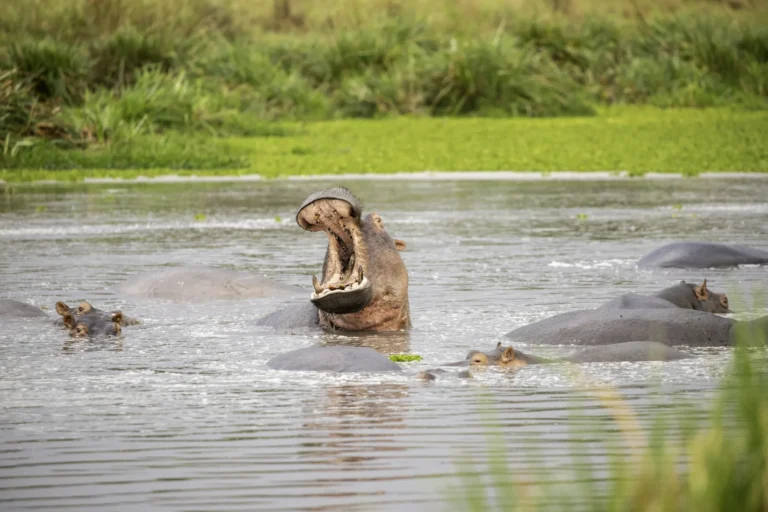 Hippo yawning in the Kazinga Channel