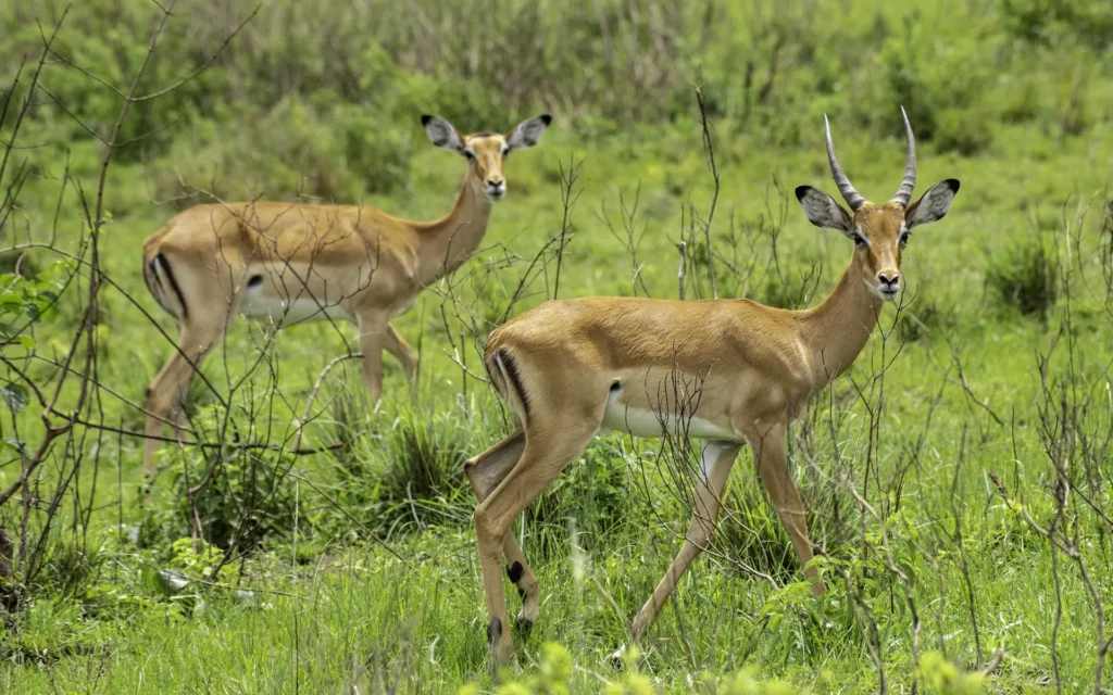 Impala at Lake Mburo