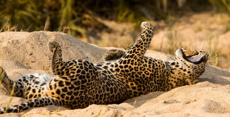 Jock Safari Lodge, Southern Kruger concession