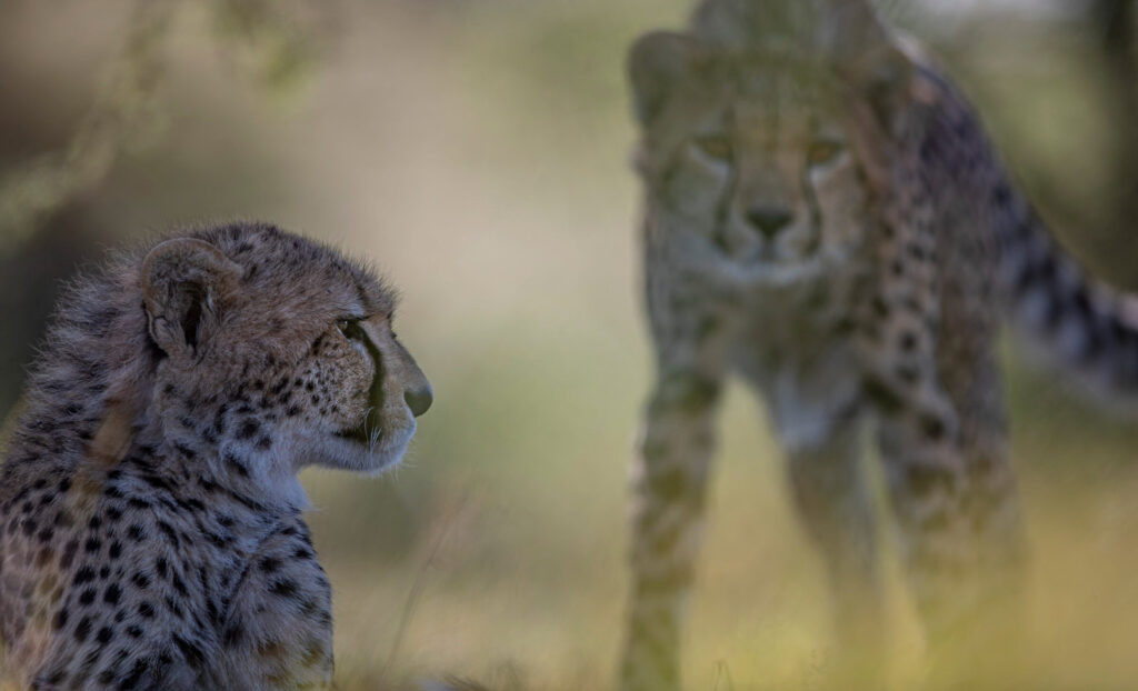Kicheche Laikipia Camp, Ol Pejeta Conservancy
